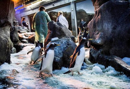 Из датского зоопарка сбежали пингвины