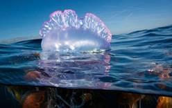 В Таиланде туристам грозят ядовитые медузы, но россиян это не пугает