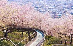 В Японии начинаются праздники посвященные Цветению Сакуры