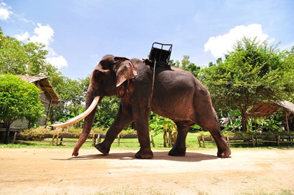 В Таиланде слон затоптал британского туриста
