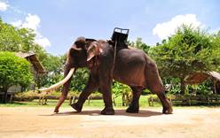 В Таиланде слон затоптал британского туриста