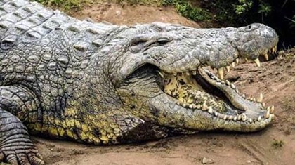 Австралийский крокодил залез в палатку к туристу