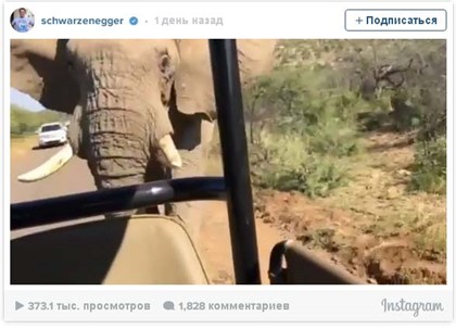 Шварценеггер выиграл дорожный спор со слоном в ЮАР