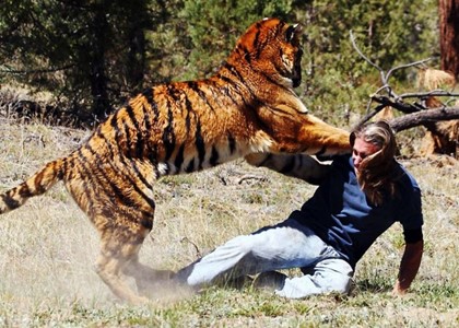 В парке Terra Natura тигр загрыз сотрудницу