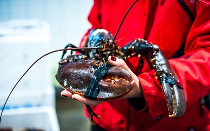 В Швеции открывается сезон ловли омаров