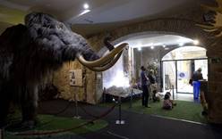 В Барселоне закрывается Музей мамонта