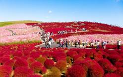 В парке Хитачи в городе Хитатинака в Японии наступил красный сезон