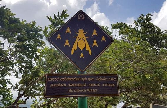 На Шри-Ланке на российских туристов напали осы