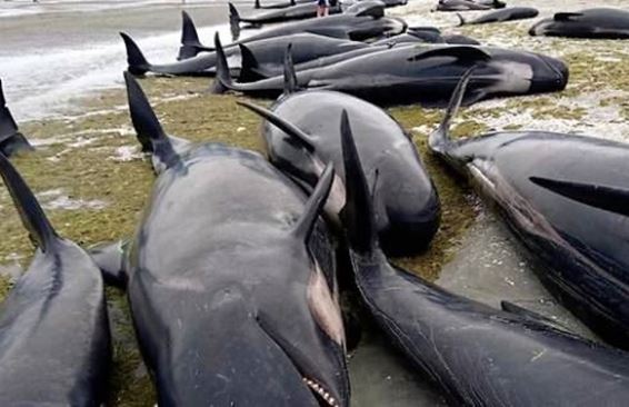 В Новой Зеландии на берег выбросилось более 400 китов. Видео
