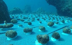 На искусственных рифах у Пхукета высадили новую партию кораллов