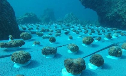 На искусственных рифах у Пхукета высадили новую партию кораллов