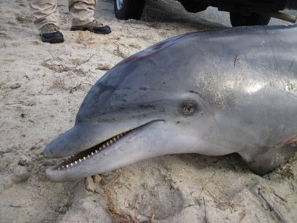 Ультразвуковые сигналы могли стать причиной массовой гибели дельфинов вблизи побережья Кубани