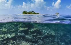 Подводная жизнь в Maafushivaru Maldives