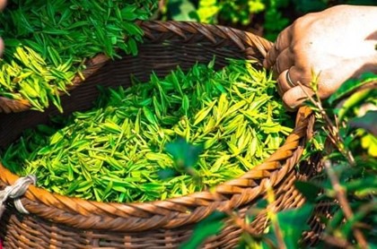 Шри-Ланка намерена увеличить поставки чая в Россию