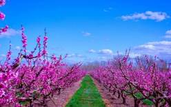 Весна в Каталонии: в долине Айтона зацвели персиковые сады