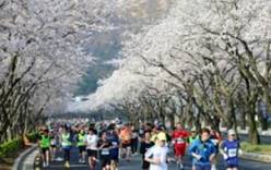 Фестиваль цветения вишни и «Вишневый марафон» 