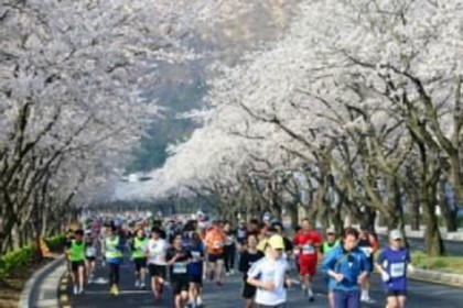 Фестиваль цветения вишни и «Вишневый марафон» 
