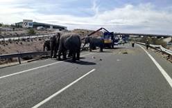 В Альбасете перевернулся грузовик с цирковыми слонами