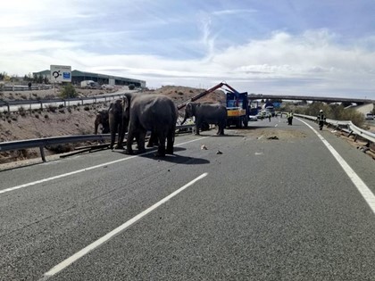 В Альбасете перевернулся грузовик с цирковыми слонами