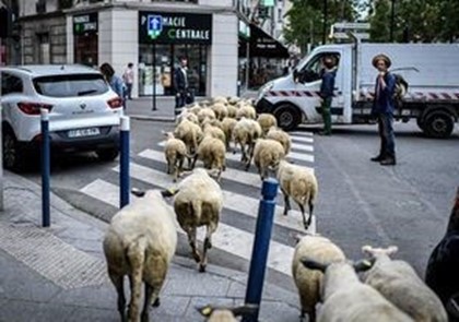 Пригороды Парижа оккупировали овцы