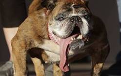 Умерла самая уродливая собака в мире