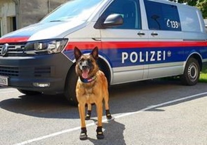 Полицейским собакам в Вене выдали ботинки