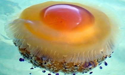 У средиземноморского побережья Испании увеличилась популяция медузы-яичницы