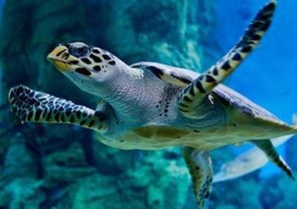 Рыбаков в Италии научат спасать черепах