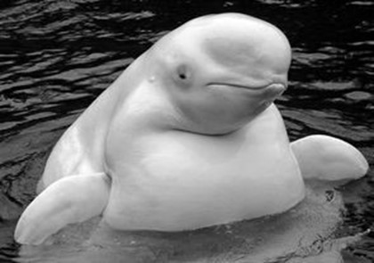 Арктический кит-белуха заплыл в Темзу