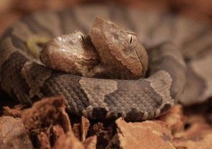 Двухголовая змея появилась в Германии
