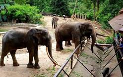 Открытый контактный зоопарк Кхао Кхео в Королевстве Таиланд