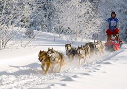 Собачьи упряжки стали видом транспорта в Дании