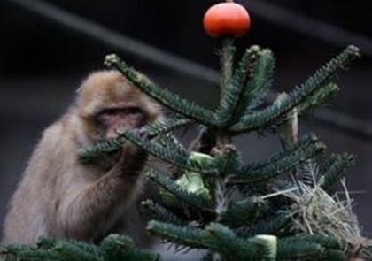 В берлинском зоопарке животным скормили новогодние ёлки