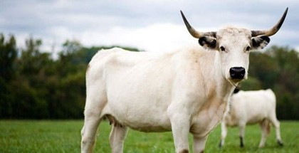 Tinder для коров создали в Британии