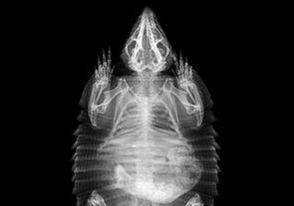 Лондонский зоопарк опубликовал рентгеновские снимки животных