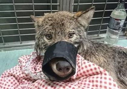 В Эстонии спасли волка из ледяной воды, перепутав его с собакой
