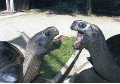 Черепахи разорвали отношения после 115 лет «брака»