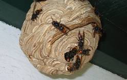 У тропической осы, терроризирующей испанских пчел, наконец нашелся естественный враг