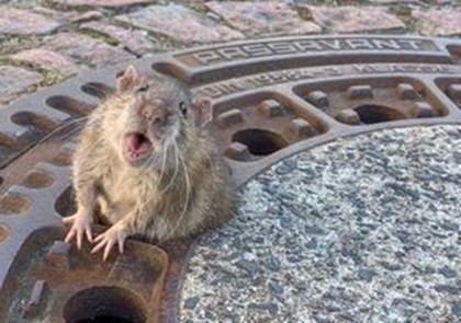 В Германии пожарные спасли крысу из канализационного люка