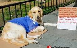 В Турции появилась собака, которую гладят за деньги