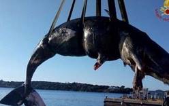 У берегов Италии обнаружили мертвого кашалота с 22 кг пластика в желудке