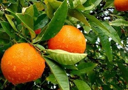 Шведы придумали пакеты из апельсинов