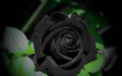 Редкие черные розы зацвели в Турции