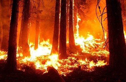 Лес Винни-Пуха загорелся в Британии