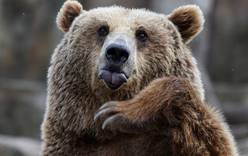 Впервые за 175 лет в Португалии появился медведь