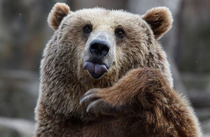 Впервые за 175 лет в Португалии появился медведь