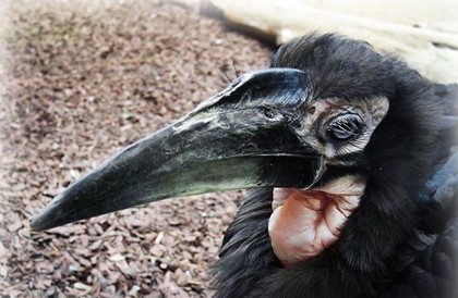 В Московском зоопарке вылупились птенцы кафрского ворона