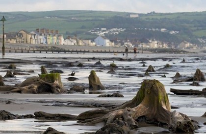 В Уэльсе ураган обнажил доисторический лес