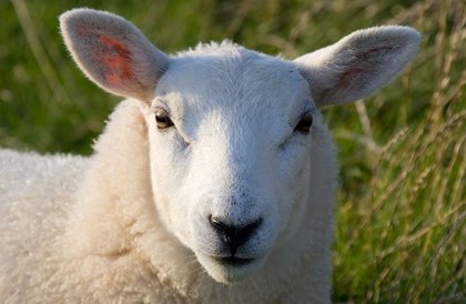 Аэропорт Брюсселя заменил газонокосилки овцами