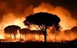 Пожар уничтожает леса в Испании